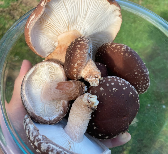 Another Shiitake Flush